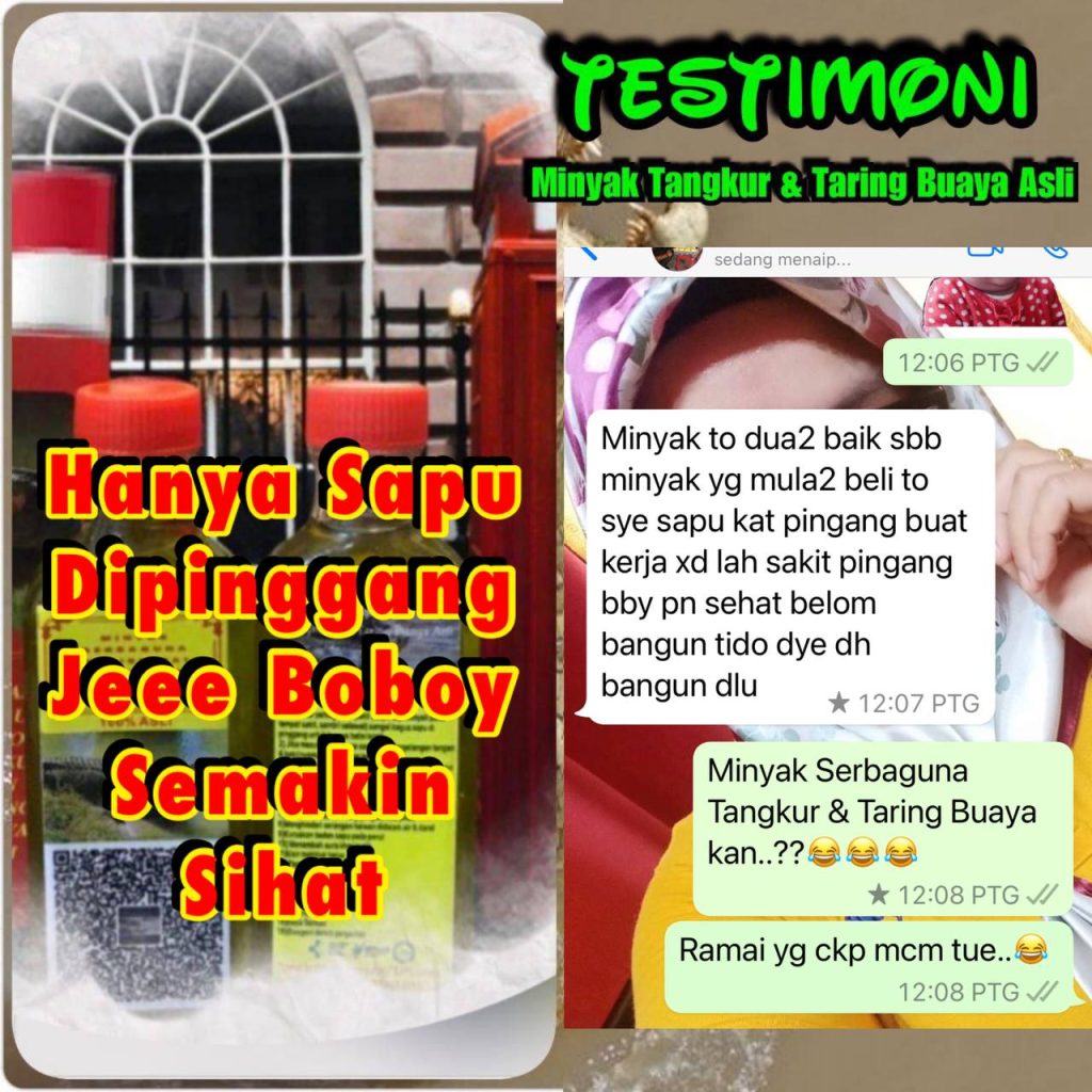 MINYAK TANGKUR BUAYA TARING